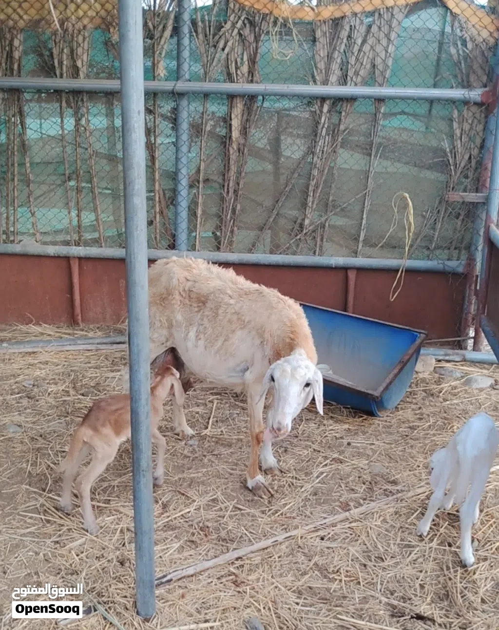 جاعده يمنية ولوووود ما شاء الله وتحتها كبشين تهجين سوداني