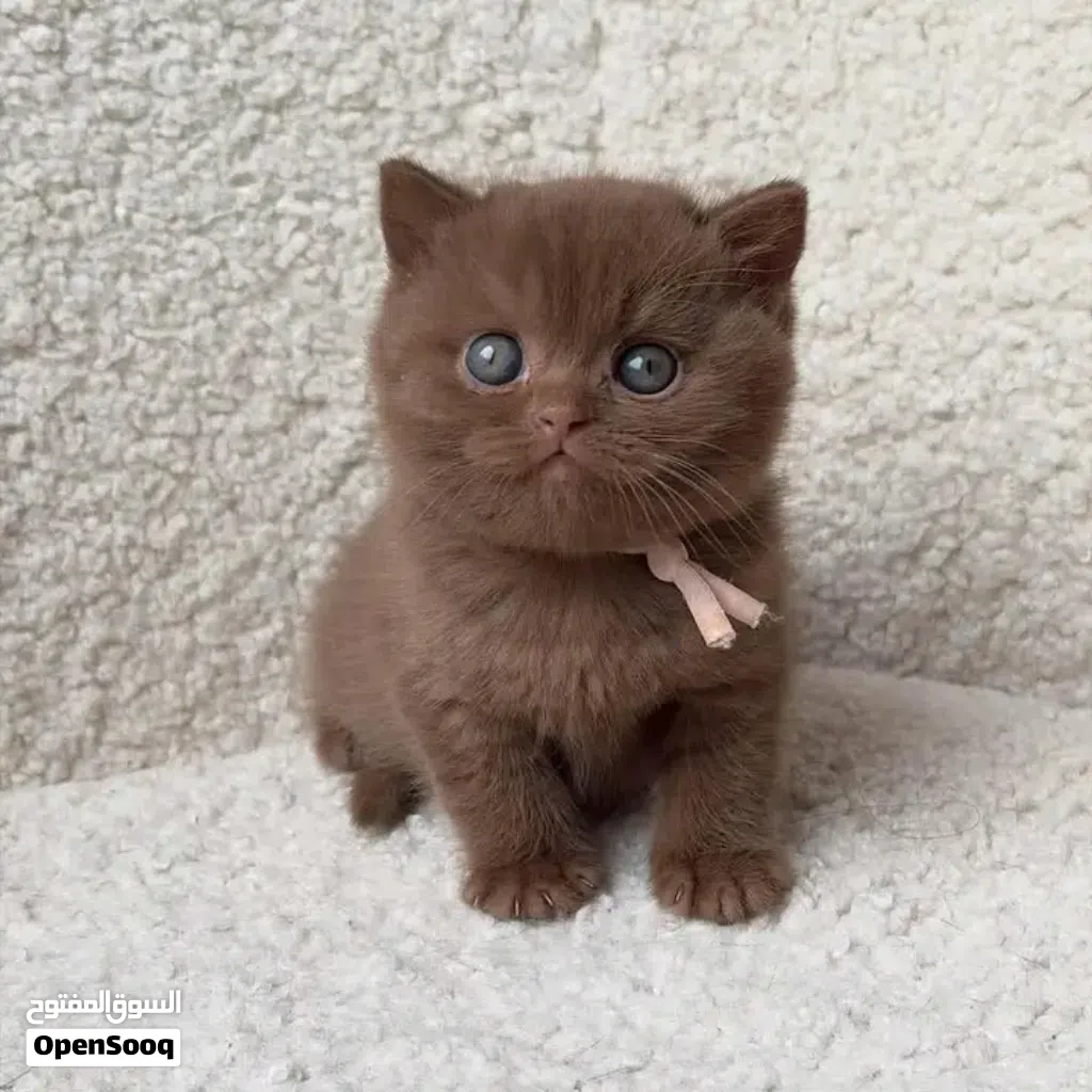Adorable purebred kittens