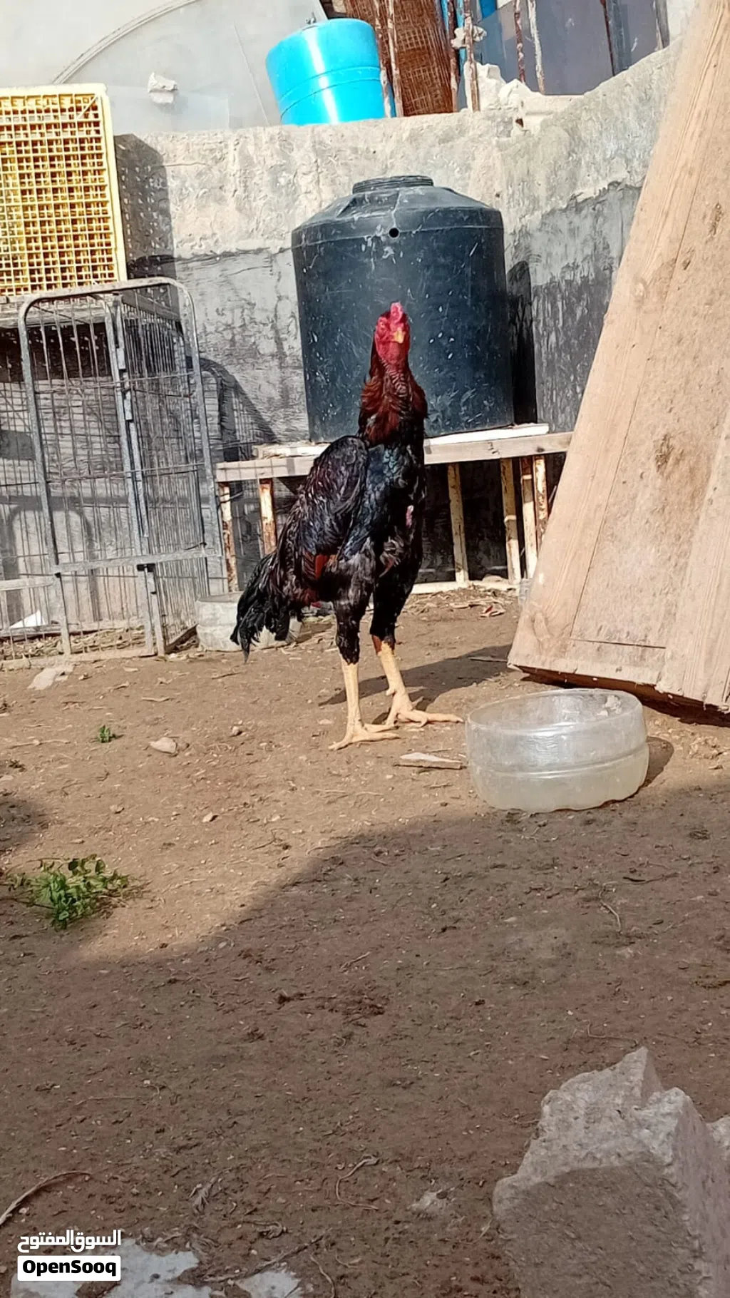 ديك باكستاني حر نحب الأول البيع