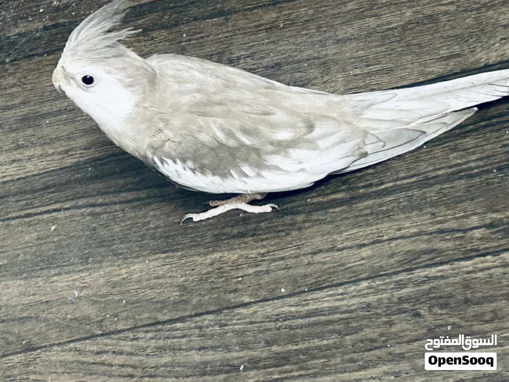 Cockatiel bird Team bird
