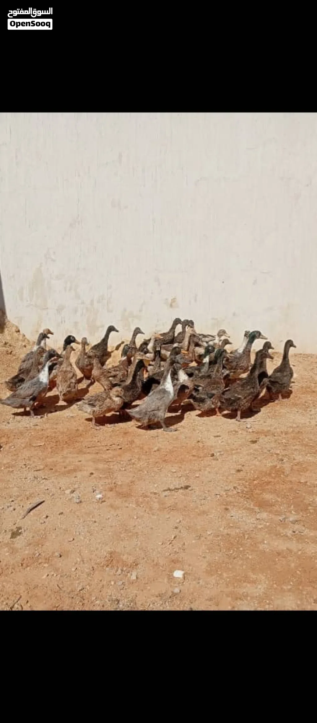 بط إنجليزي من 30 إلى 40 طرف إقرأ الوصف