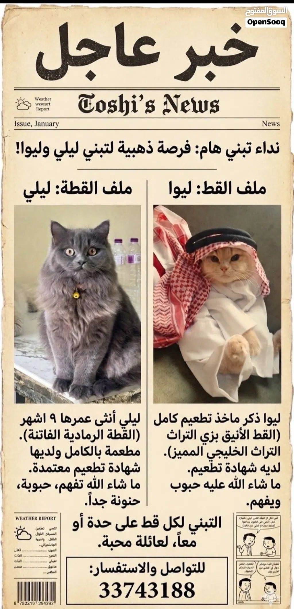 قطط للتبني