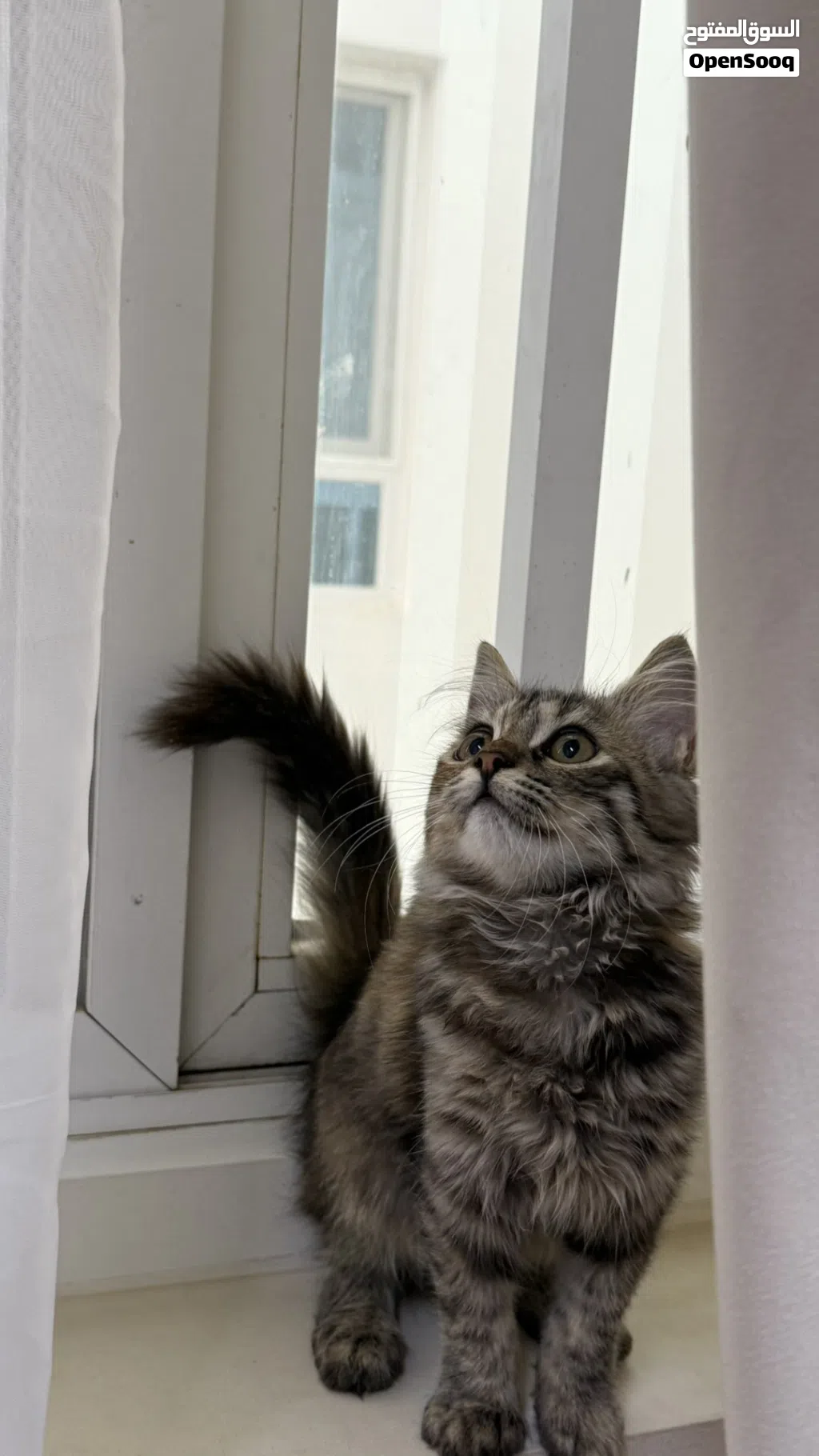 قطة منزلية كيوتة: Domestic Longhair