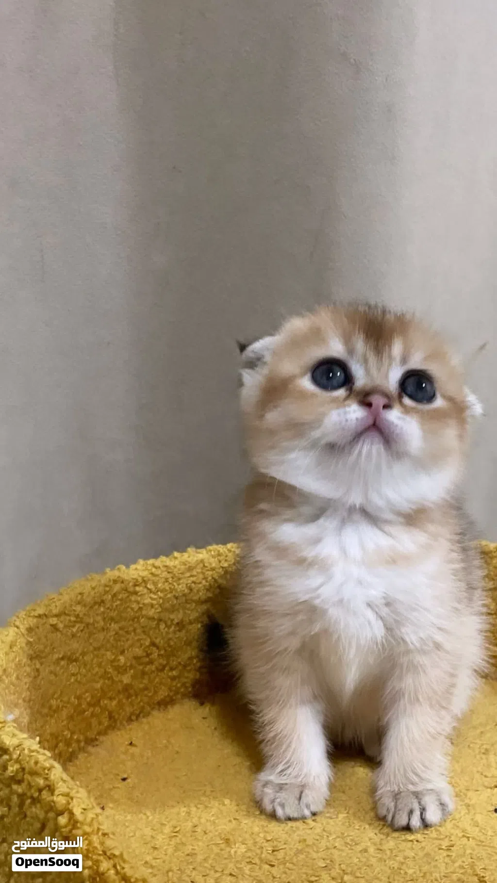الوصف مهم جدا Scottish Fold Triple Fold Golden Longhair