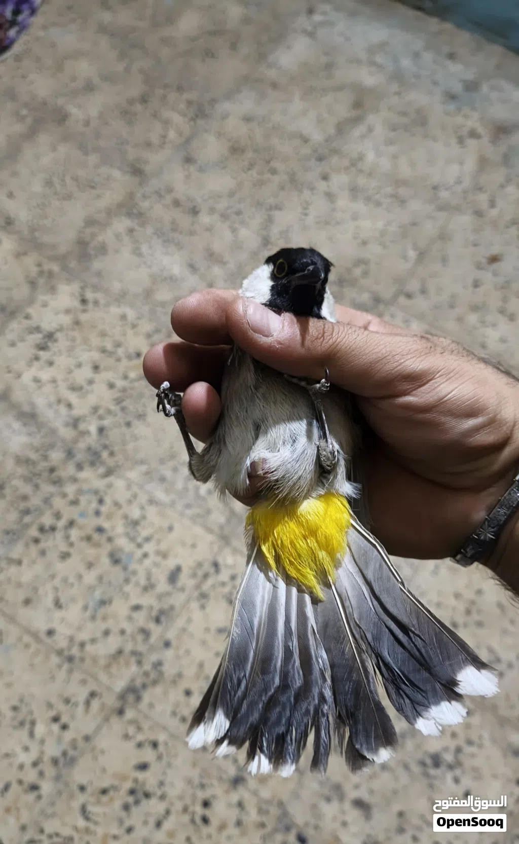 متاح طير مقابيل المطاوعه