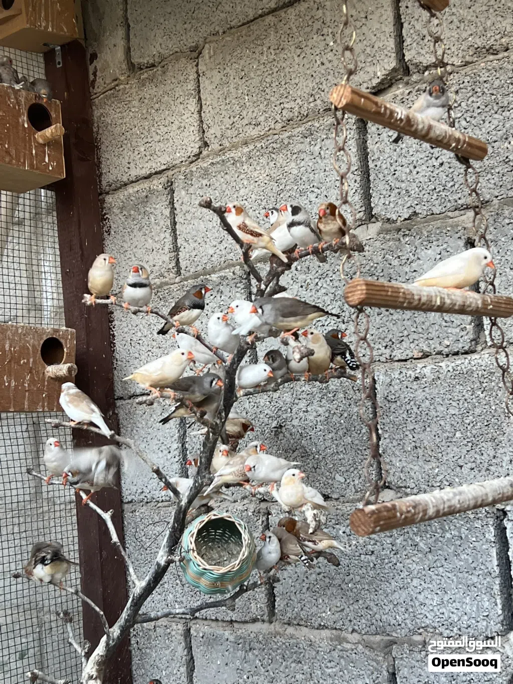 متاح براكة زيبره