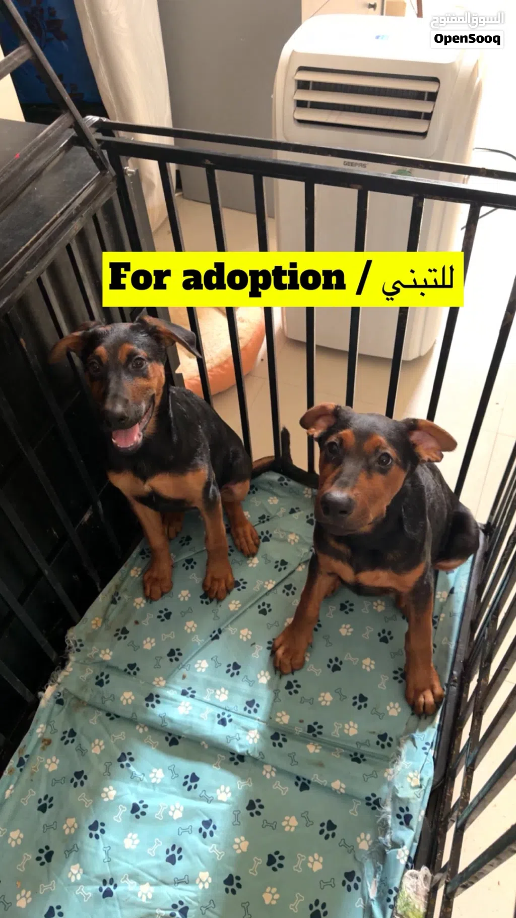 كلبين ذكر وأنثى لتبنيfor adoption German xdo