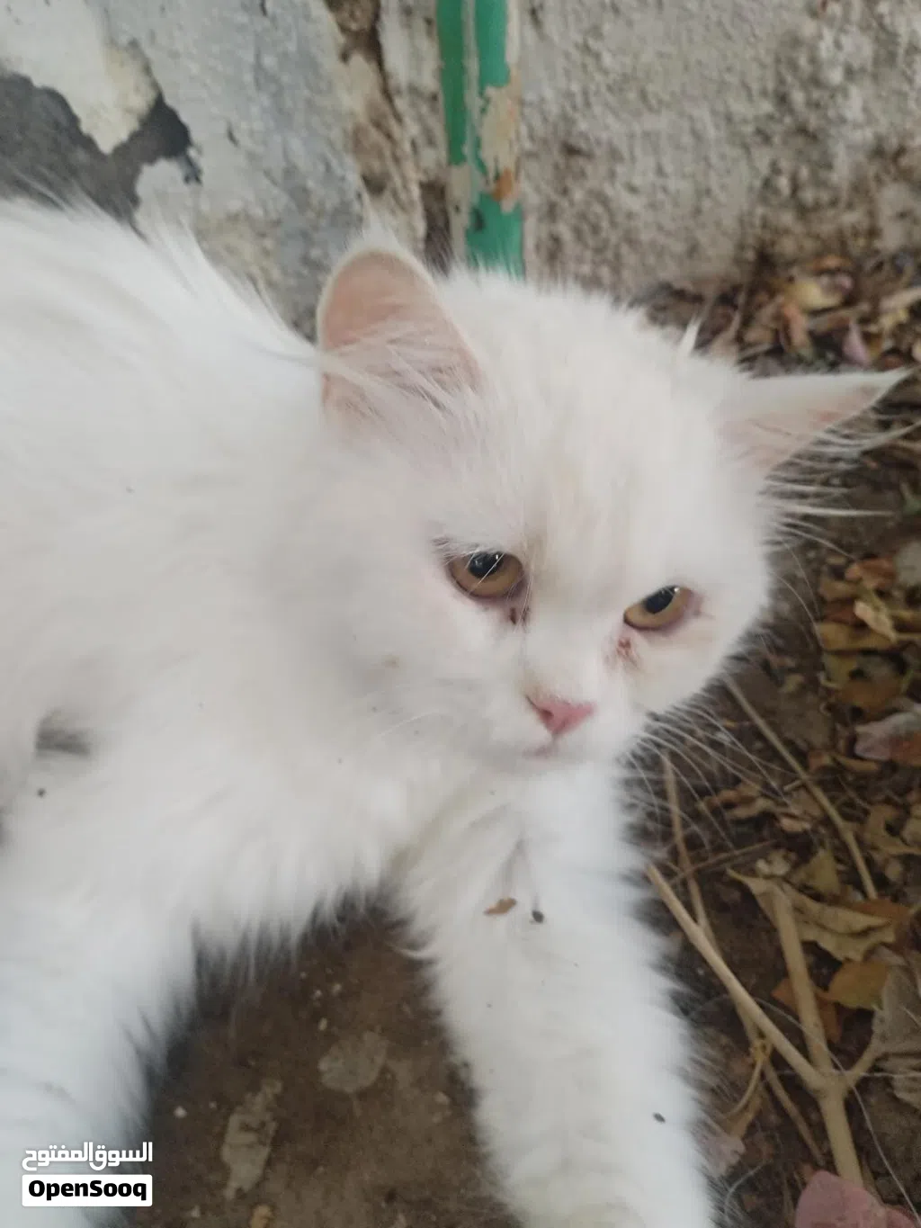 سنوره شيرازيه جميله