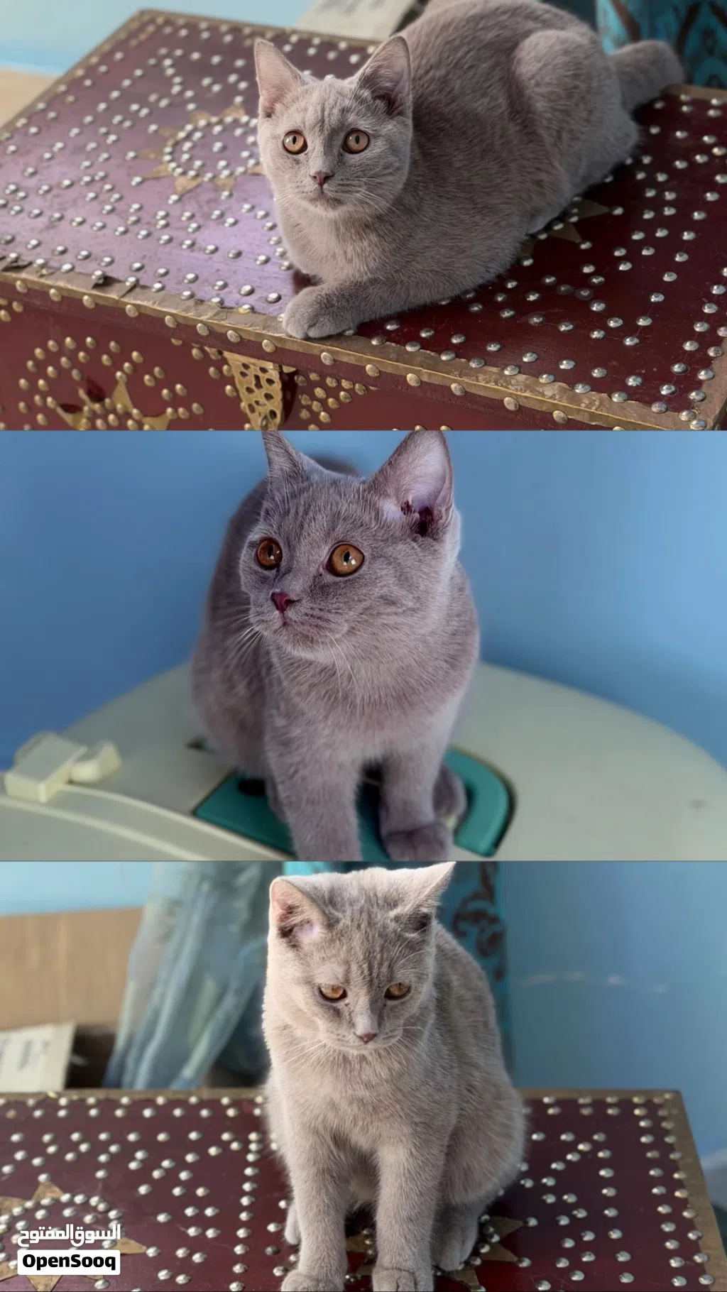 للبيع قط ليلك