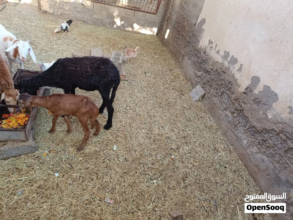 ياعده للبيع اماً فيه شي