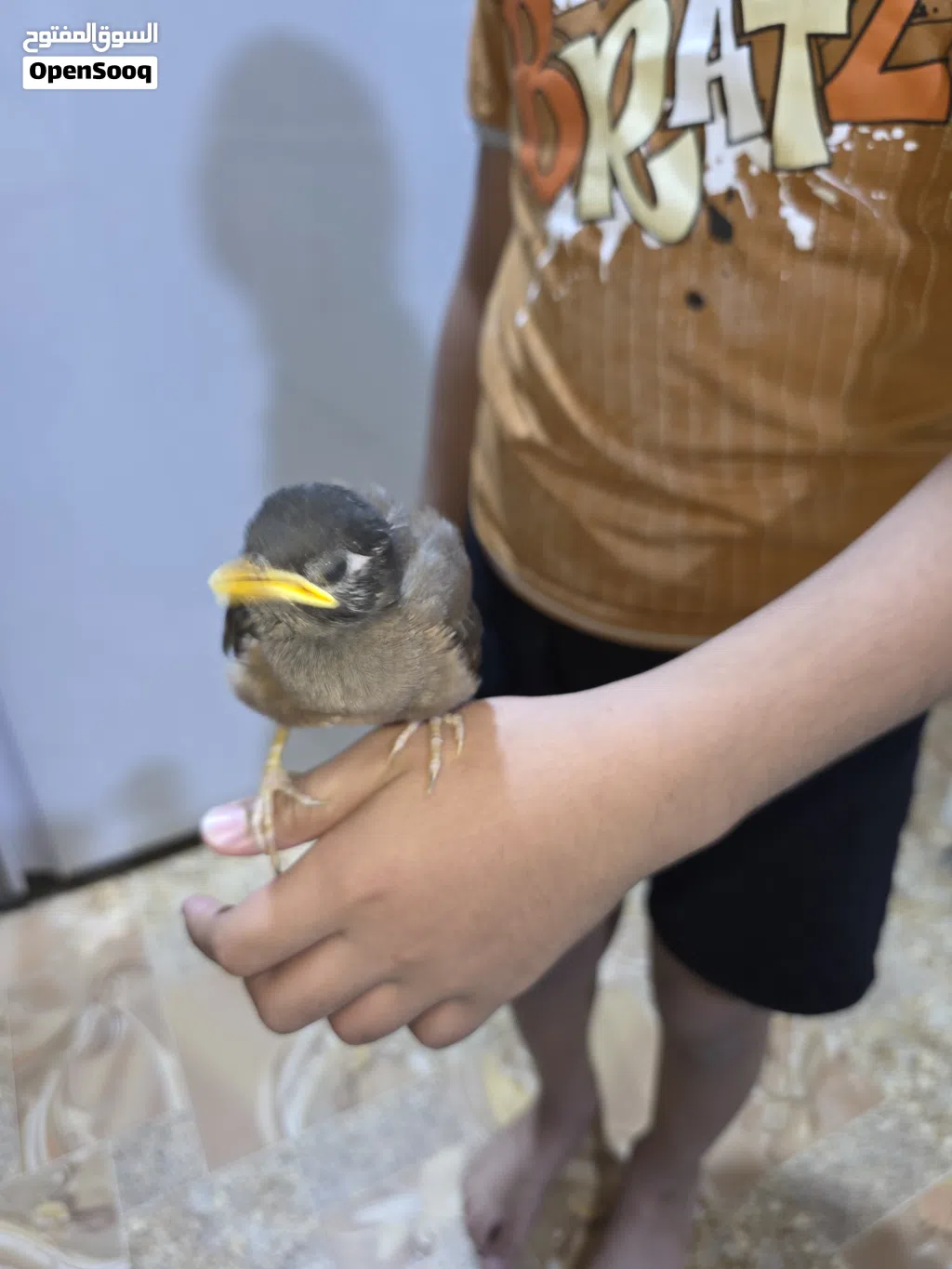 طائر مينا .......