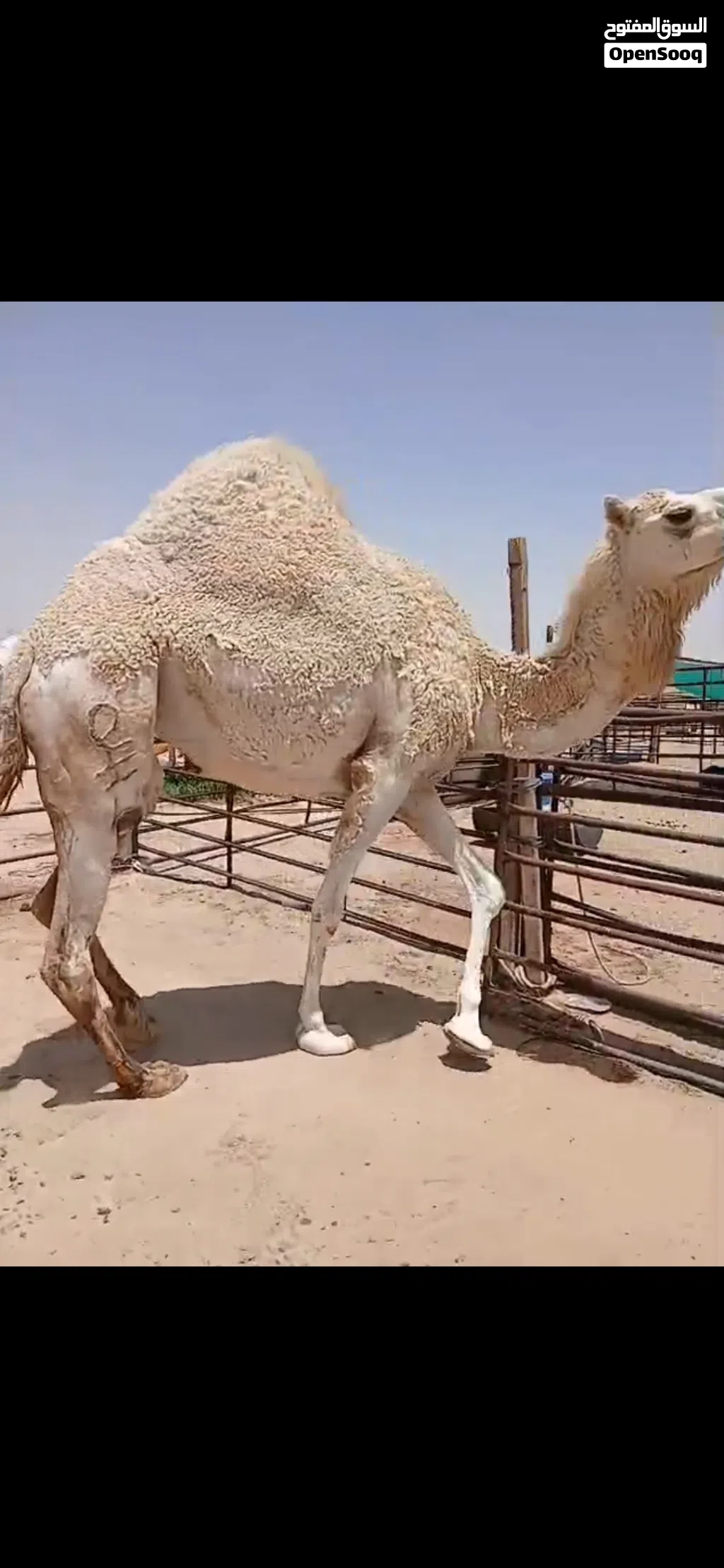 للبيع قعدان محليه فاخره شي يجمل