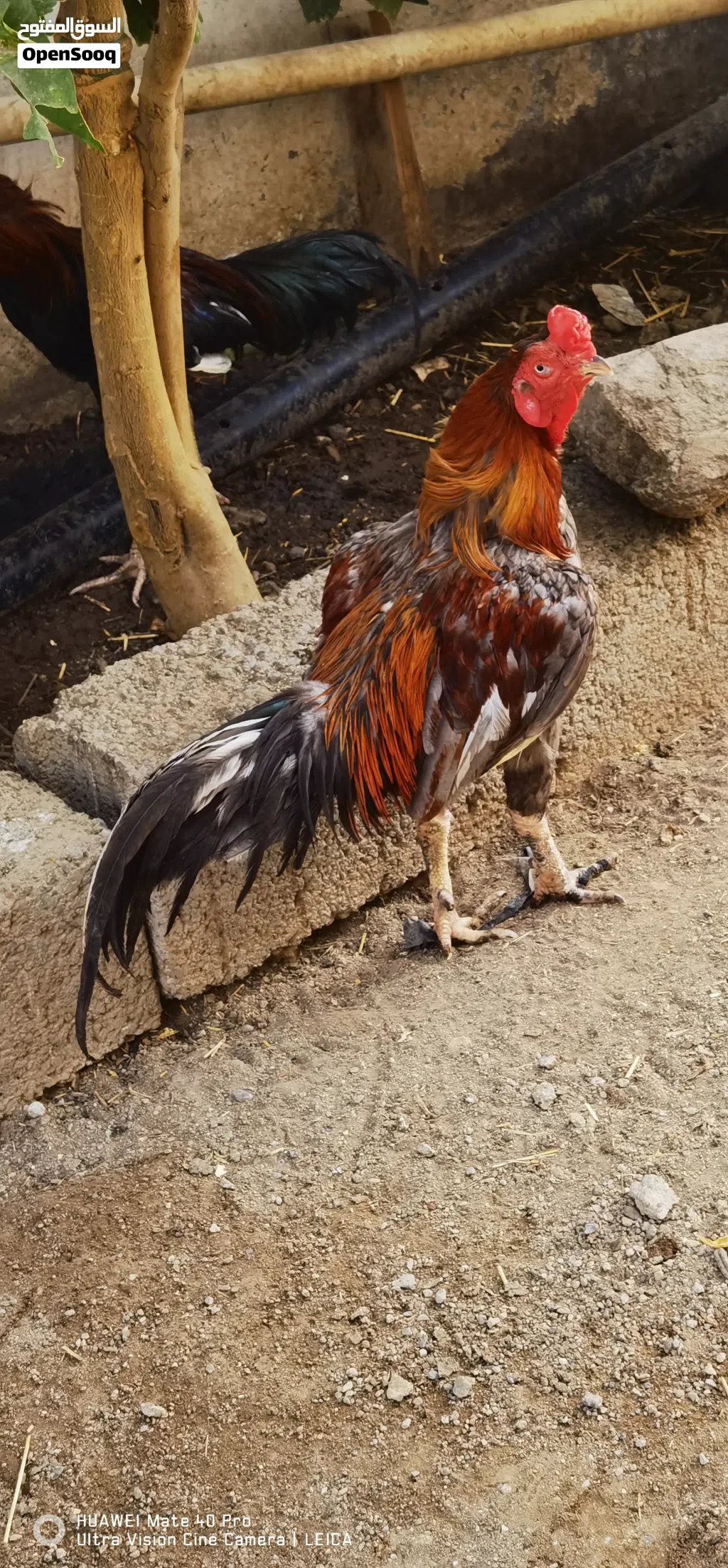دیك پاکستانی