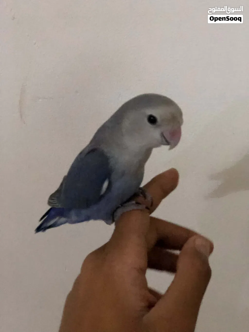 سلام عليكم عندنه برقدلو روز مروض فل داخلي بس ودرجه اولا ربي يبارك