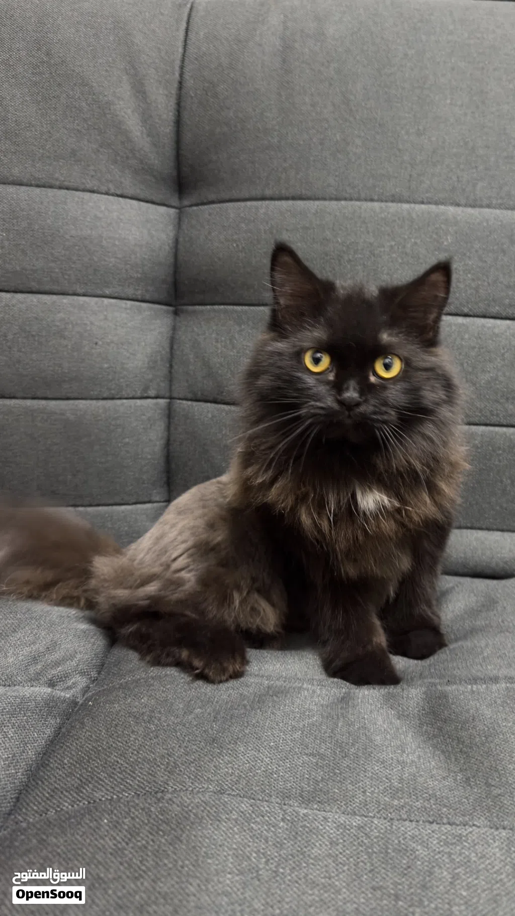 قطه British Longhair