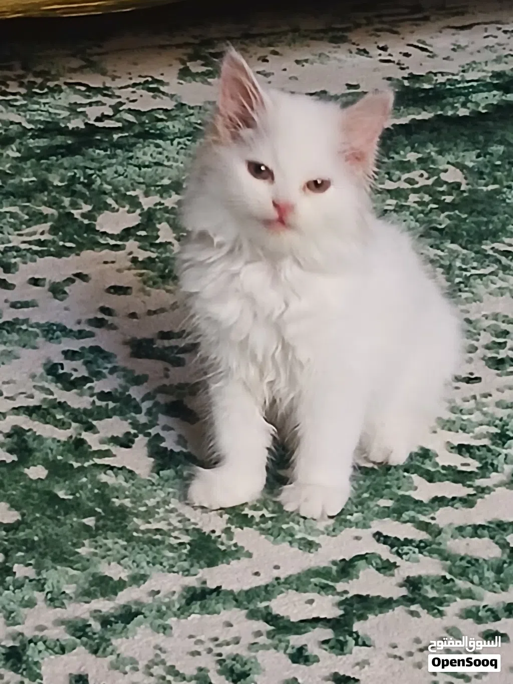 female kitten for sale