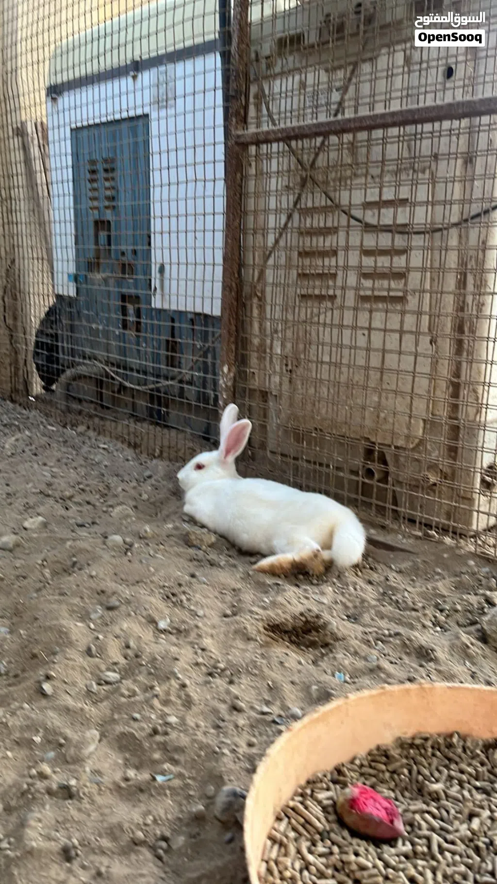 ارنب انث كلهن للبيع