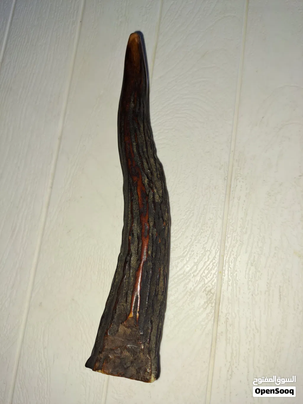 قرن غزال أحمر (Red Deer antler)