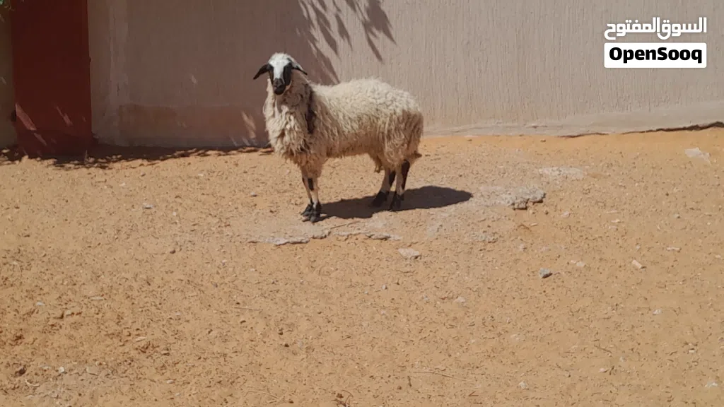 فطيمه وطنيه ربي يبارك سلاله توميه مشالله عمرها ف7شهور سليمه من الامراض..