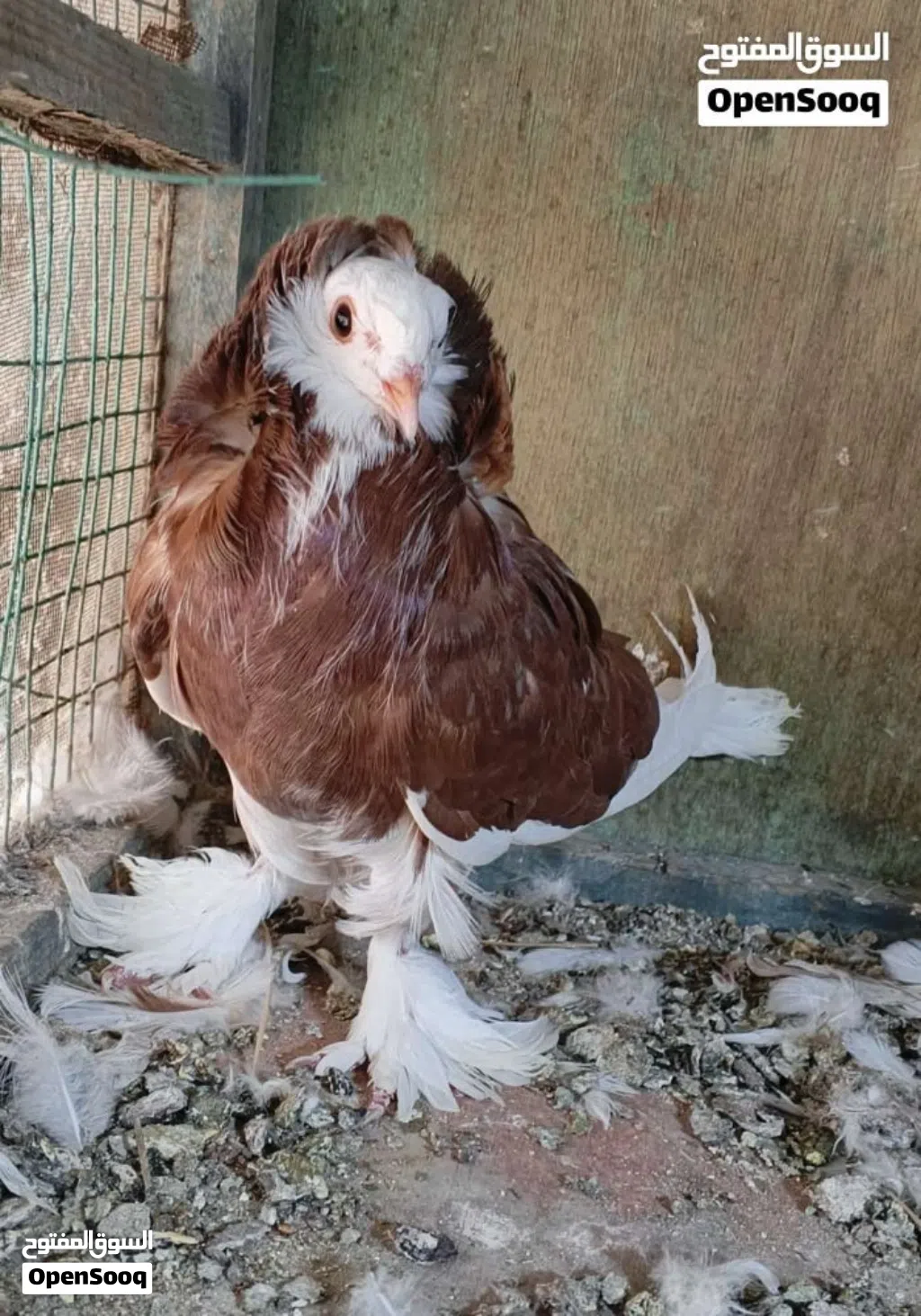 شباب اريد من هاي لطيور العنده يراسل