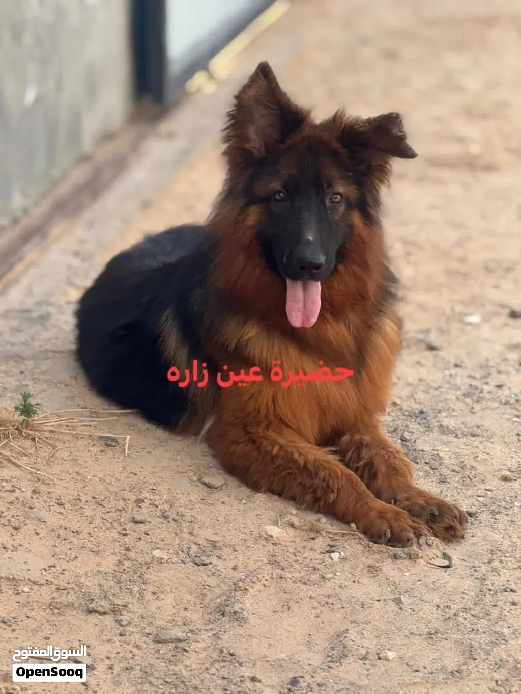 دكر جيرمين استراد تونس