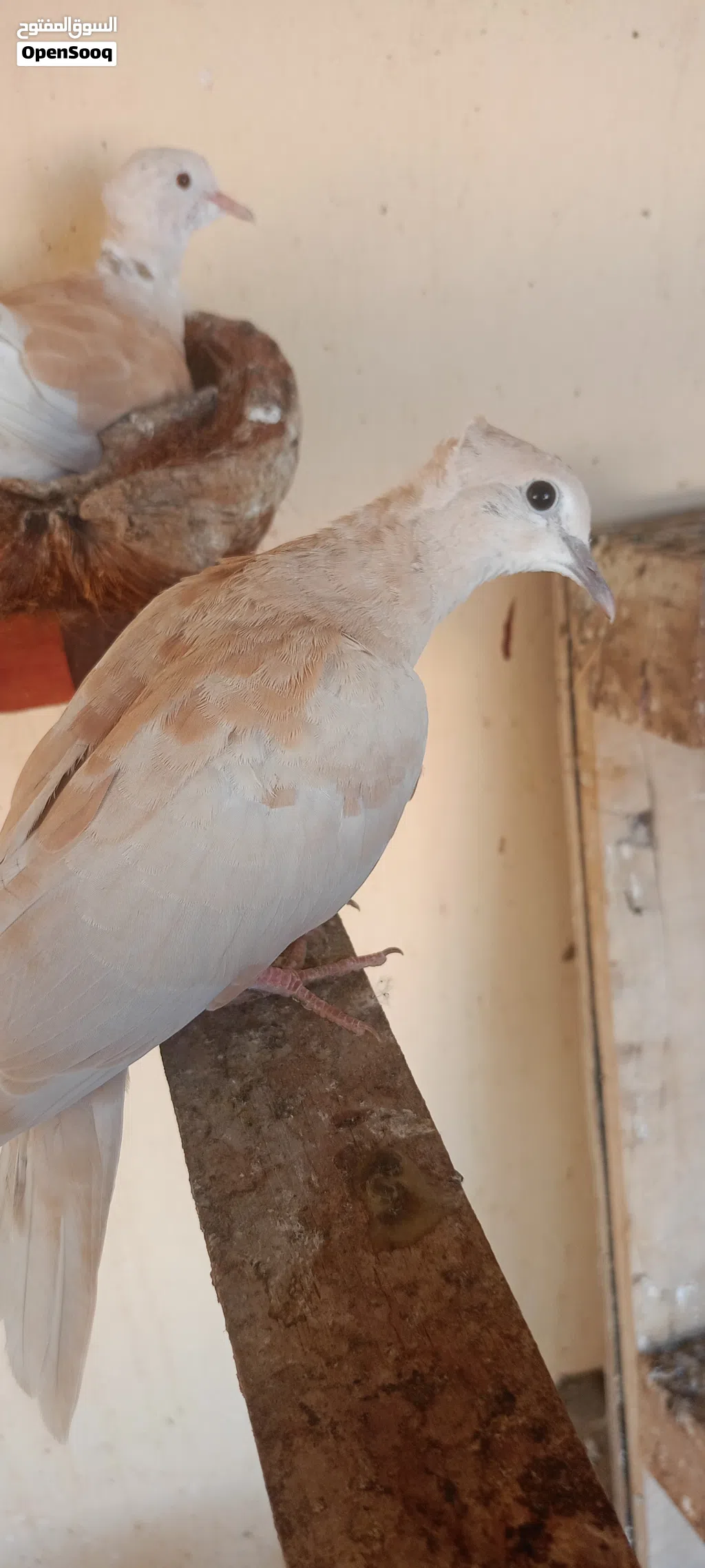 طيور للبيع