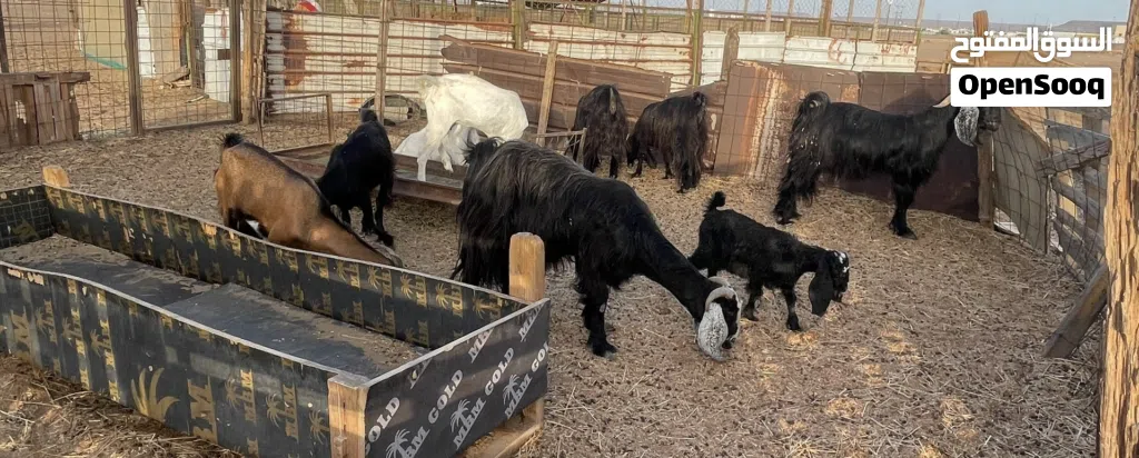 معزا عارضيه للبيع