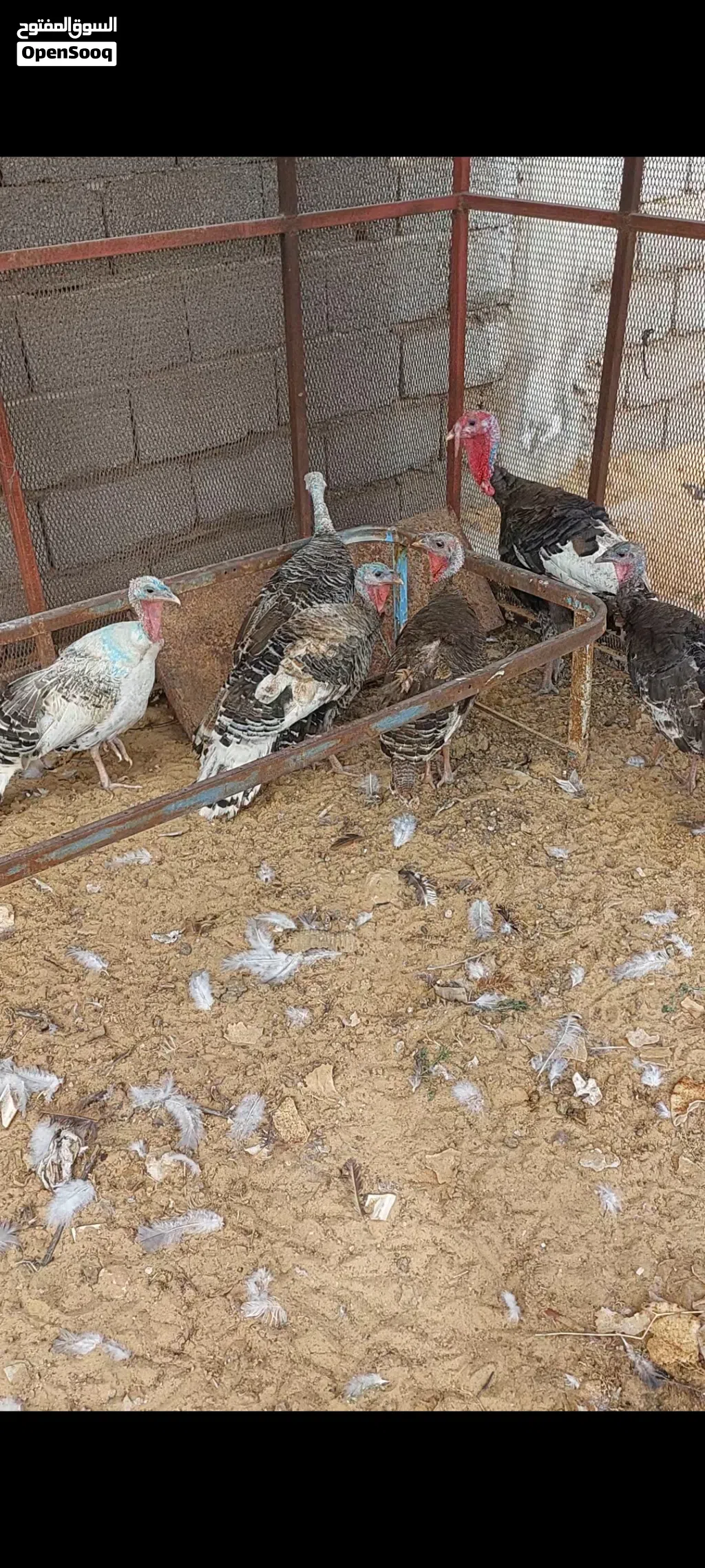كوبيــــــــــة ديــــــــــك رومــــــــــي