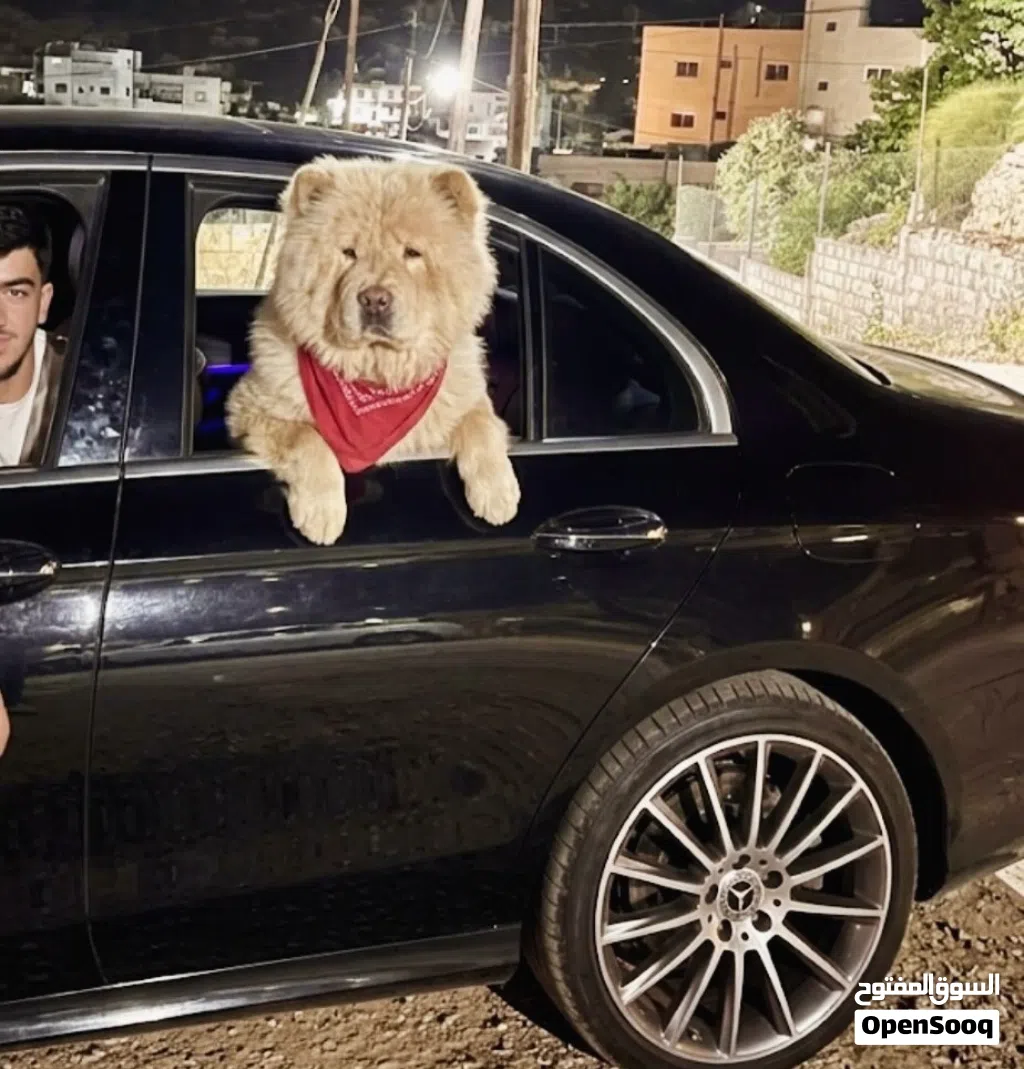 تشاو تشاو بيور للبيع