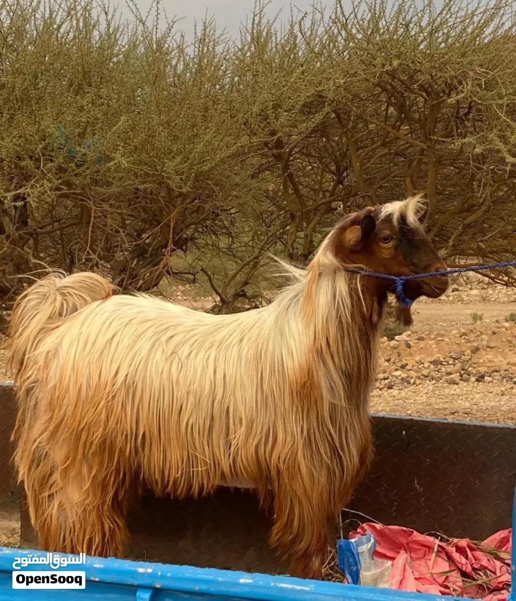 للبيع تيس من حلال بني سعيد