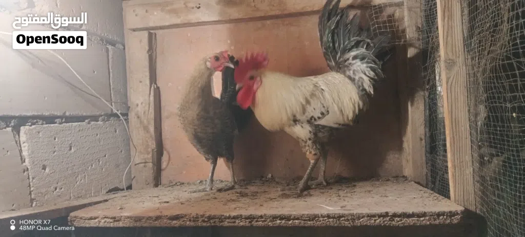 دجاج فيومي فضي الأصلي خط اول للبيع ديج و دجاجه بياض واضح بالصوره بس انه ابيعك كاطع