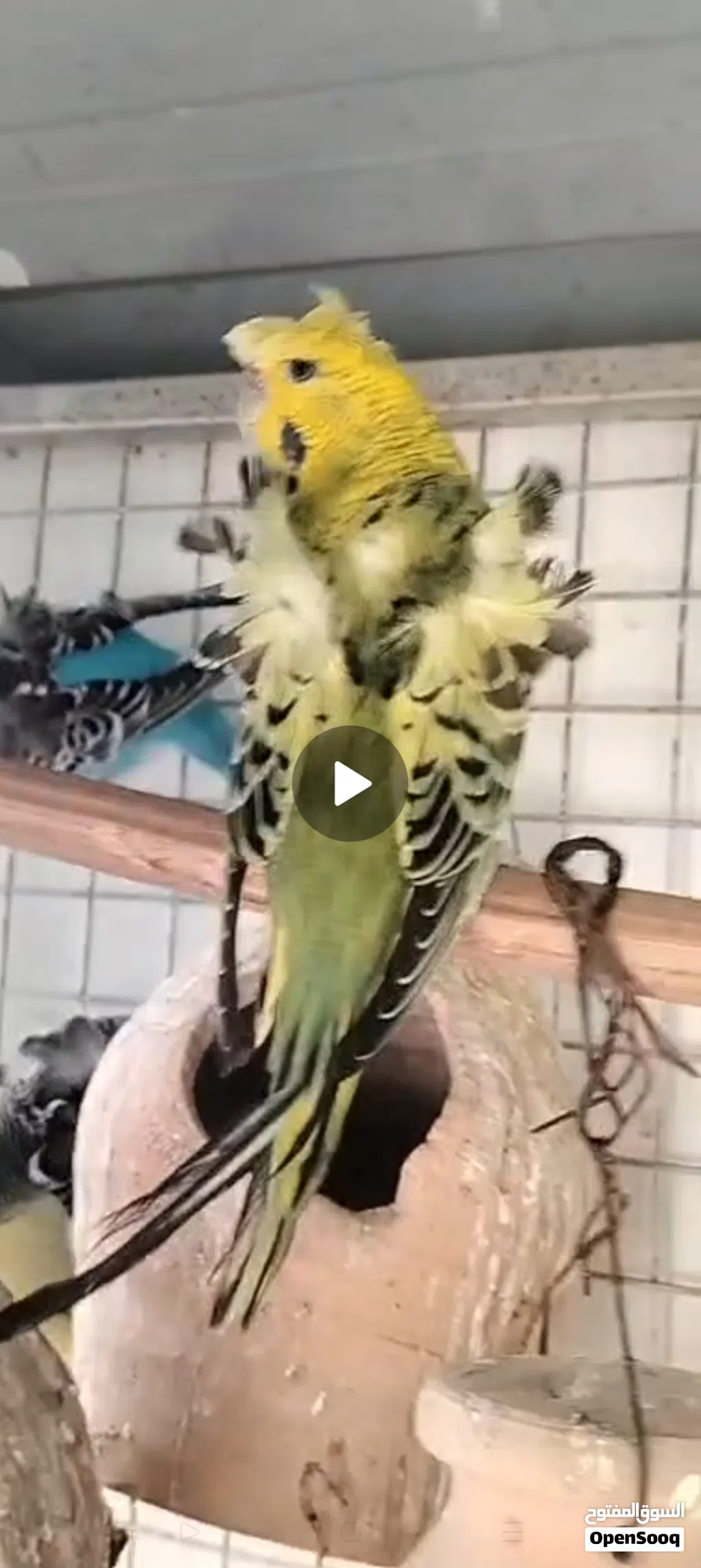 للبيع مجموعه طيور البادجي الهوقوه