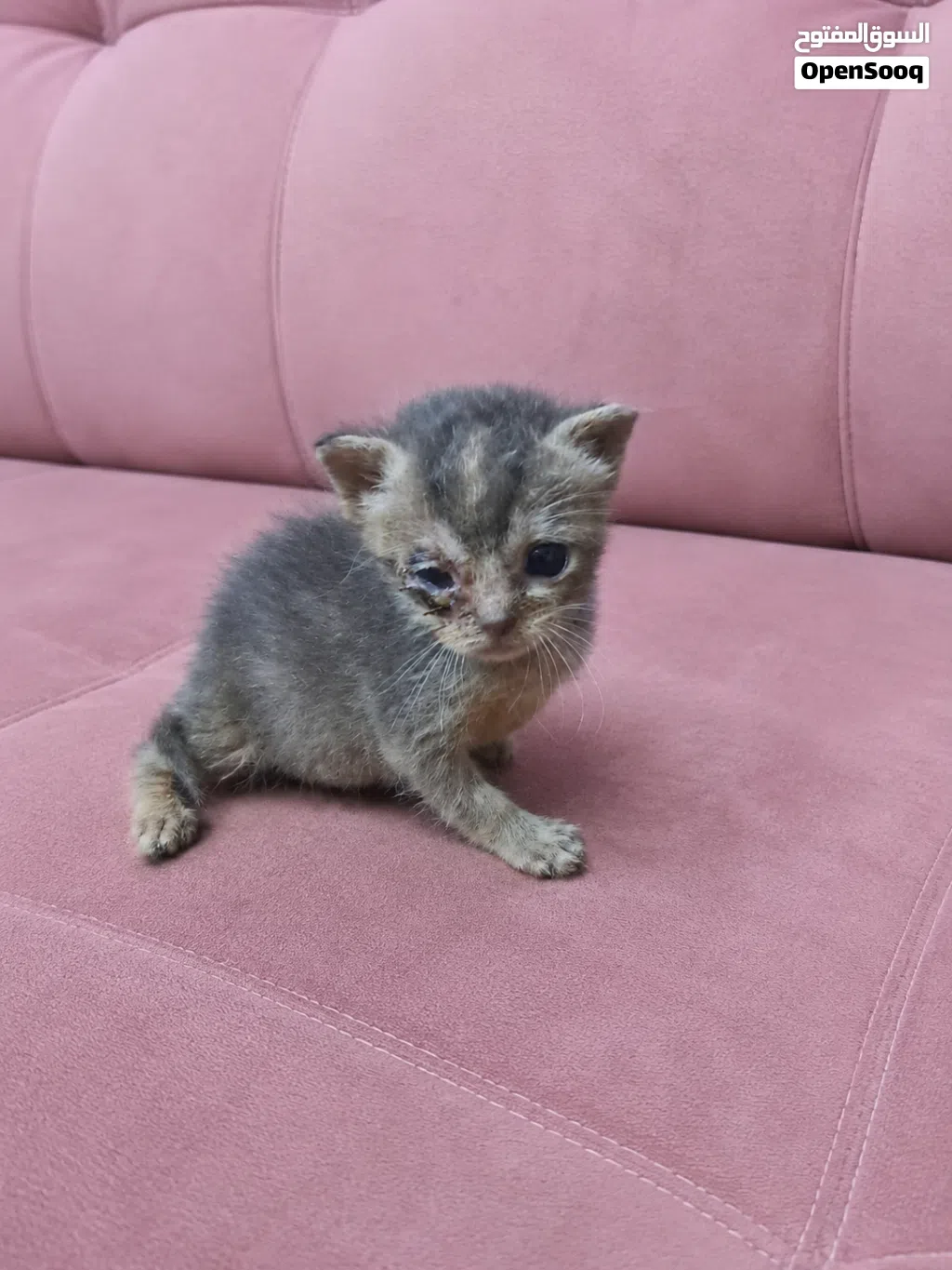 قطط رضيعة جميلة للتبني Beautiful baby kittens for adoption