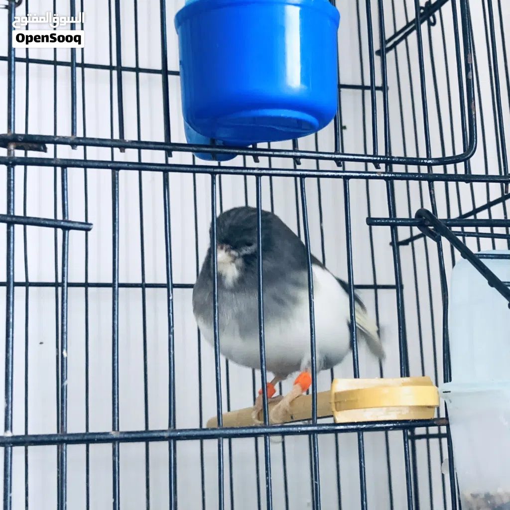 كناري انثى و ذكر