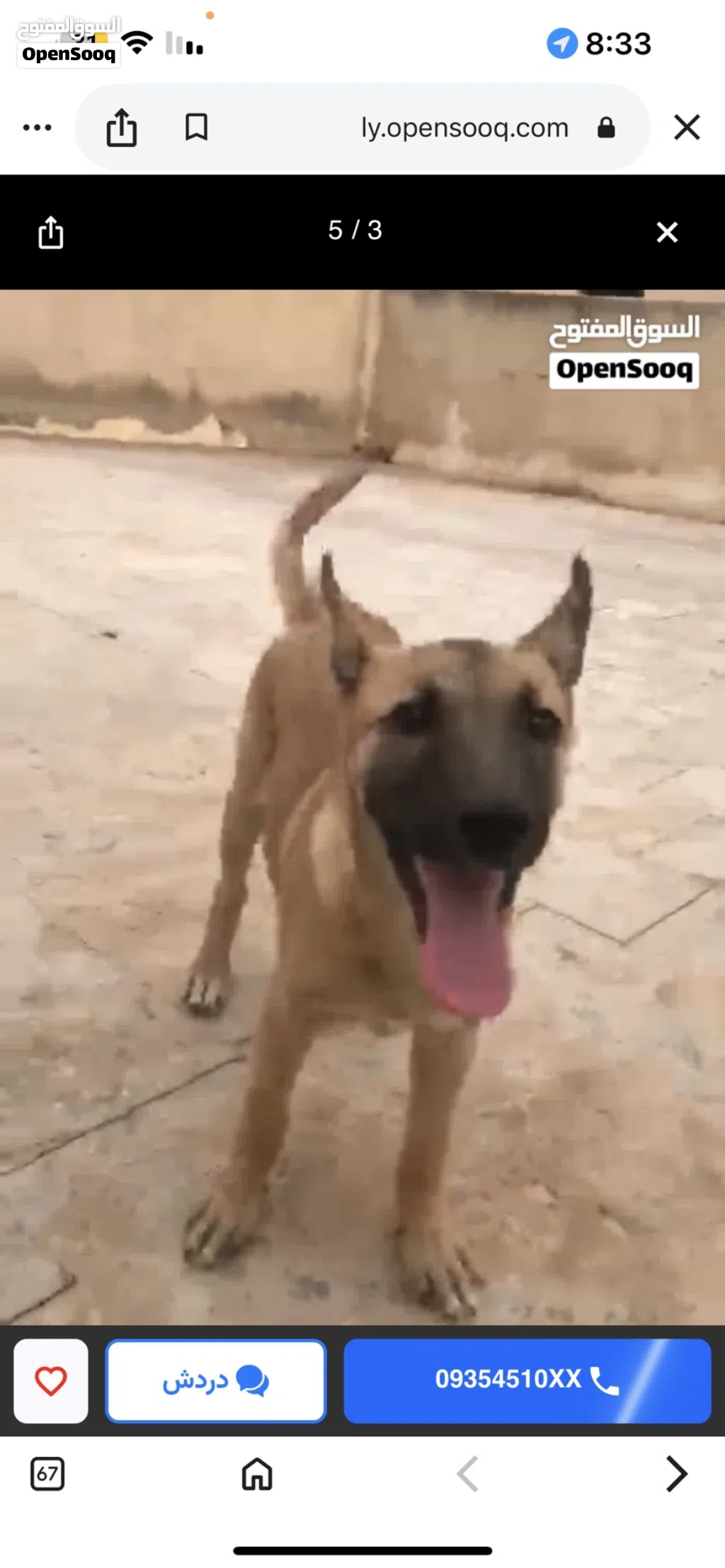 كلبه مانيلوا عنده امرين قعمز وسلم مرفق صوره البو والام ولي عنده كلب مانيلوا ديرله افاري ونزيده