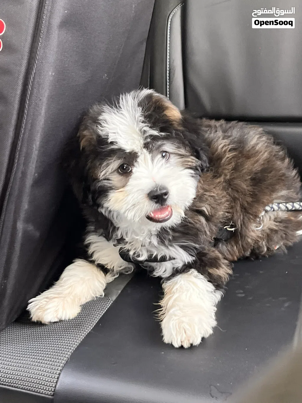 كلب Bernedoodle