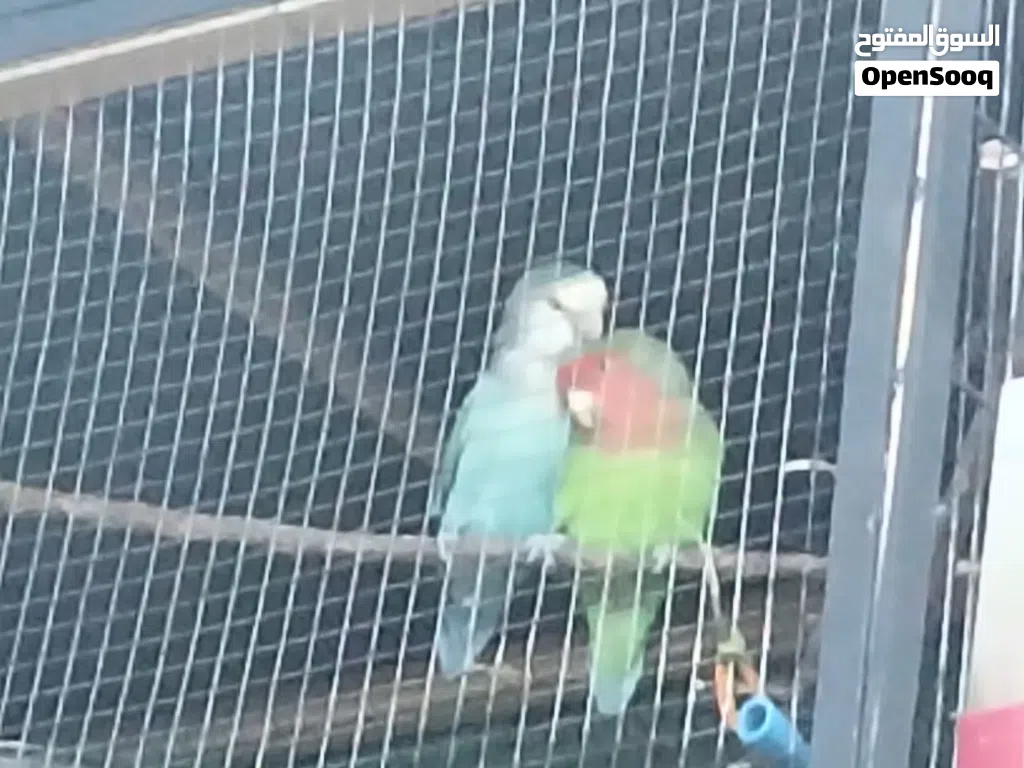 جوز روز للبيع