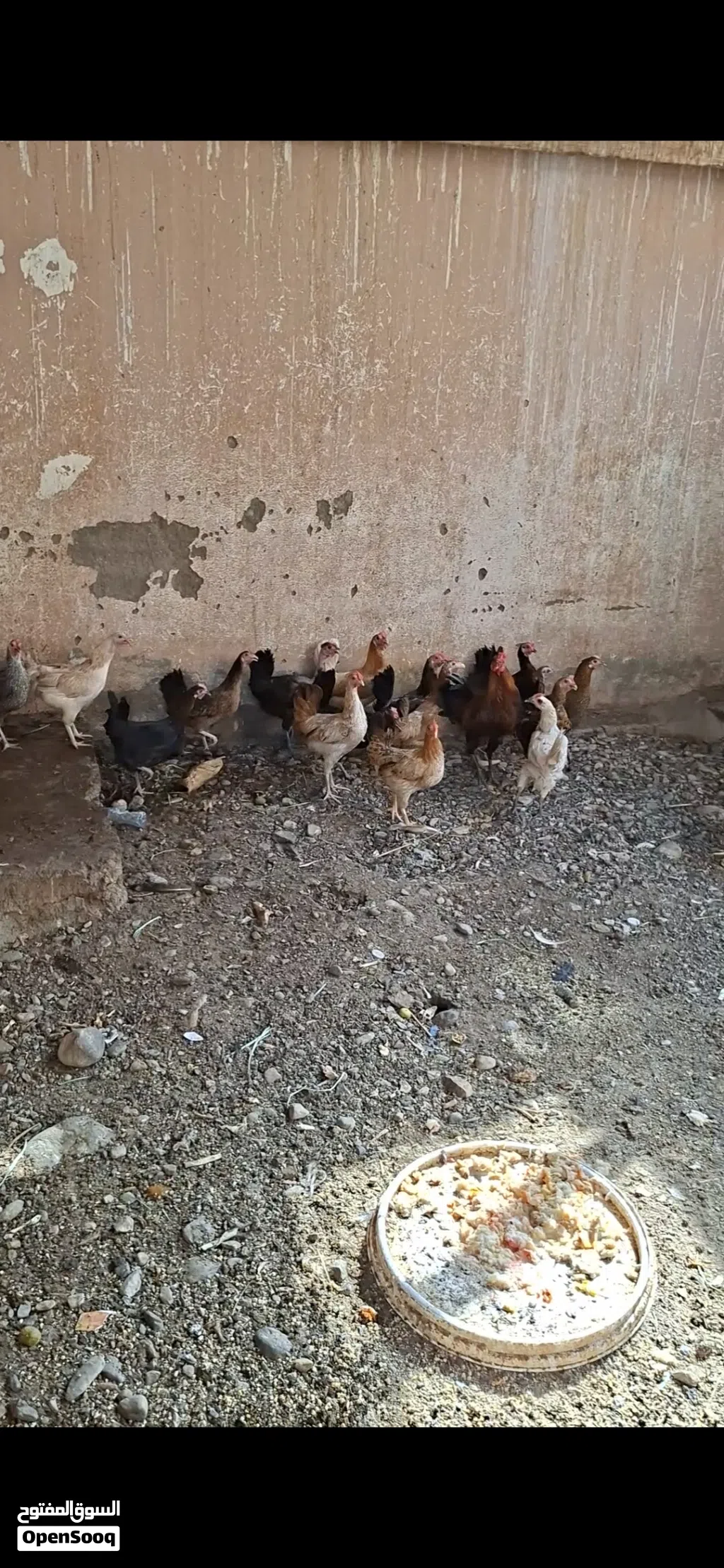 للبيع دجاج بياض