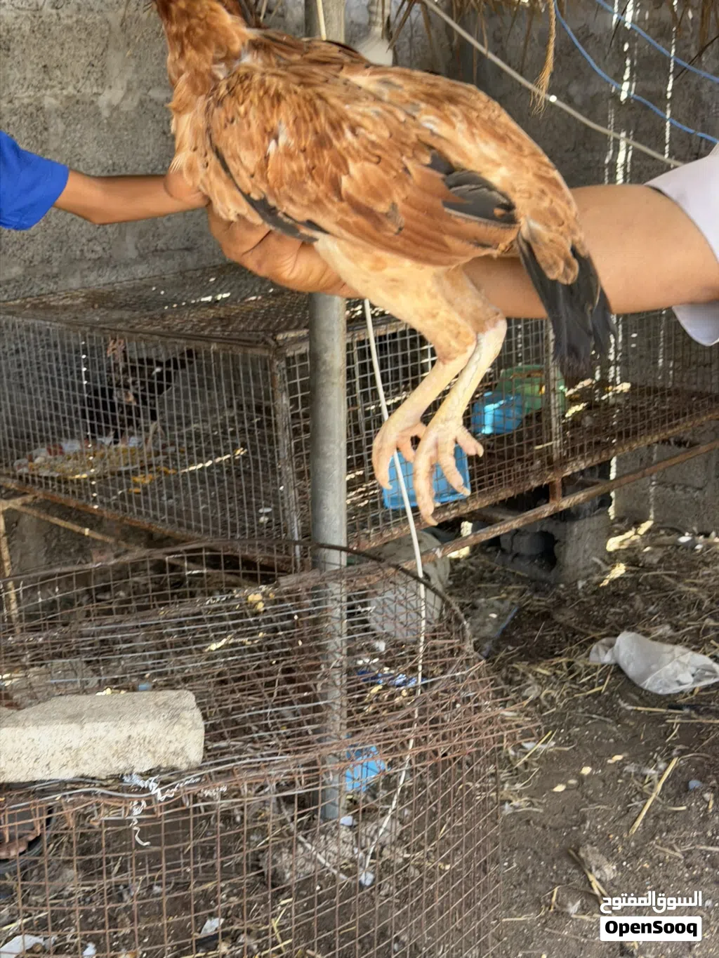 دجاجً باكستاني جاهز للإنتاج