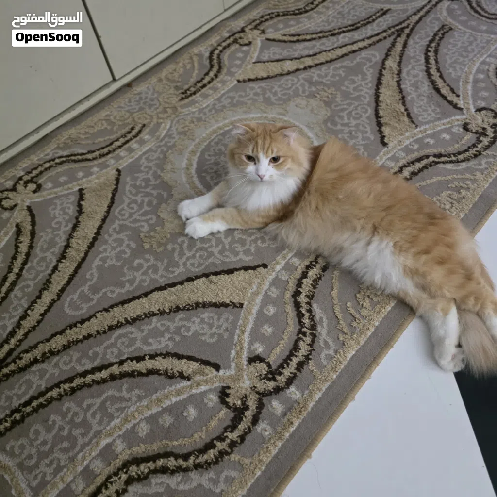 قط شيرازي نظيف ومؤدب