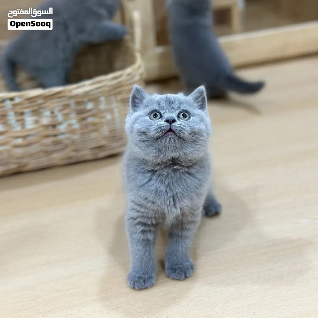 British Shorthair Kitten