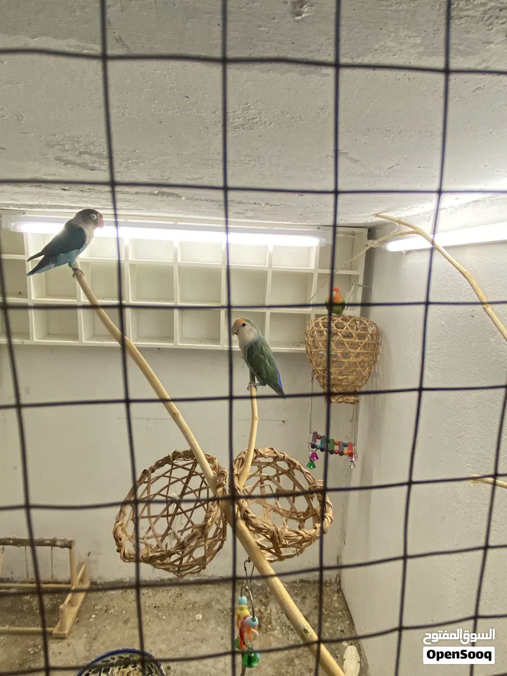 4 rose 1 fisher parrot