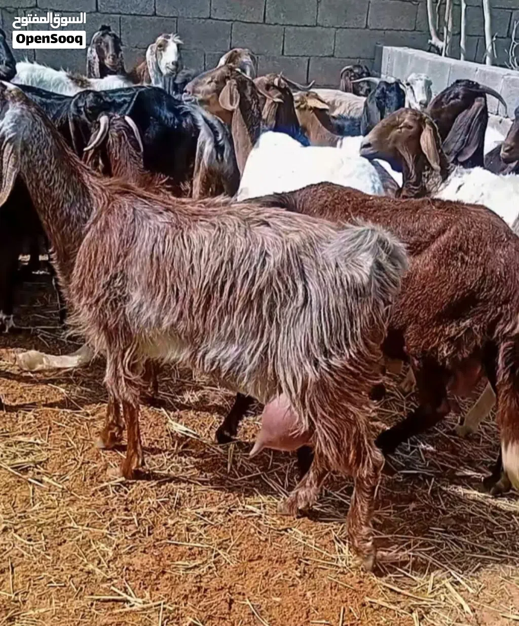 معيز اعشار تبارك الله