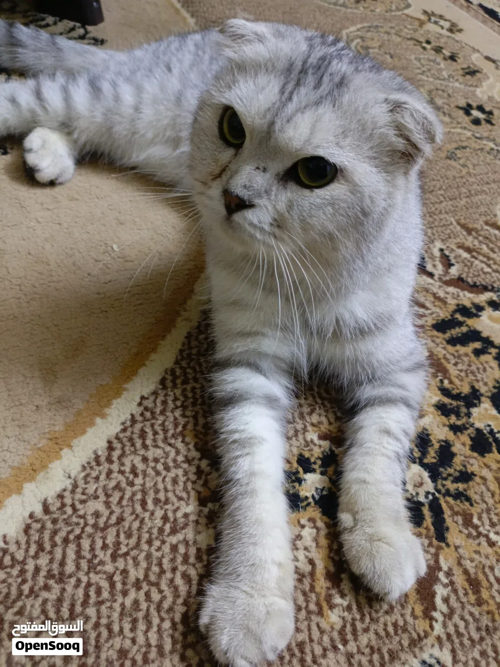 قط ذكر البيع اربد الطيبه