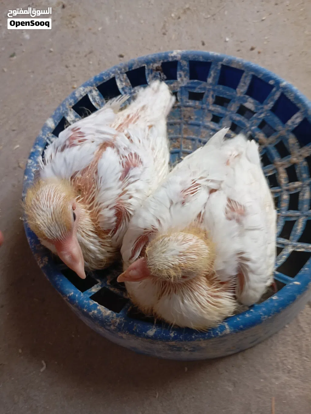 افراخ زواج متعلمات على الزق محجلات