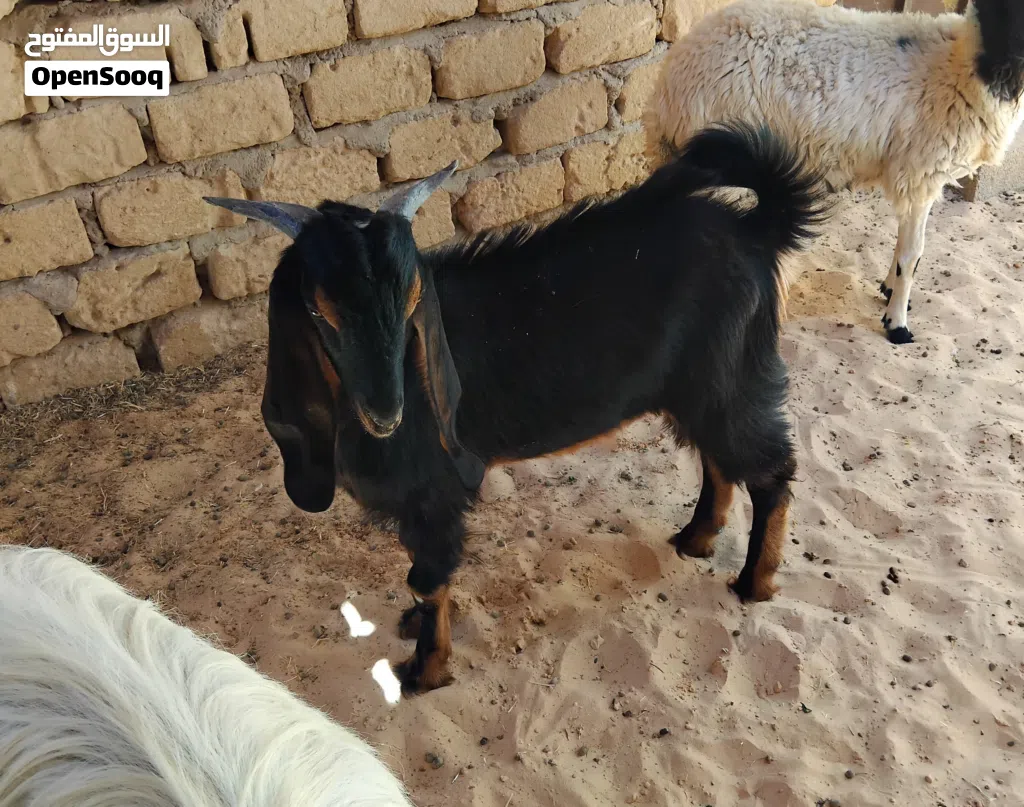 بسم الله توكلنا على الله جدي للبيع عمره حوالي سبعة شهور هجين عالقبرصي ميزان مشاء الله