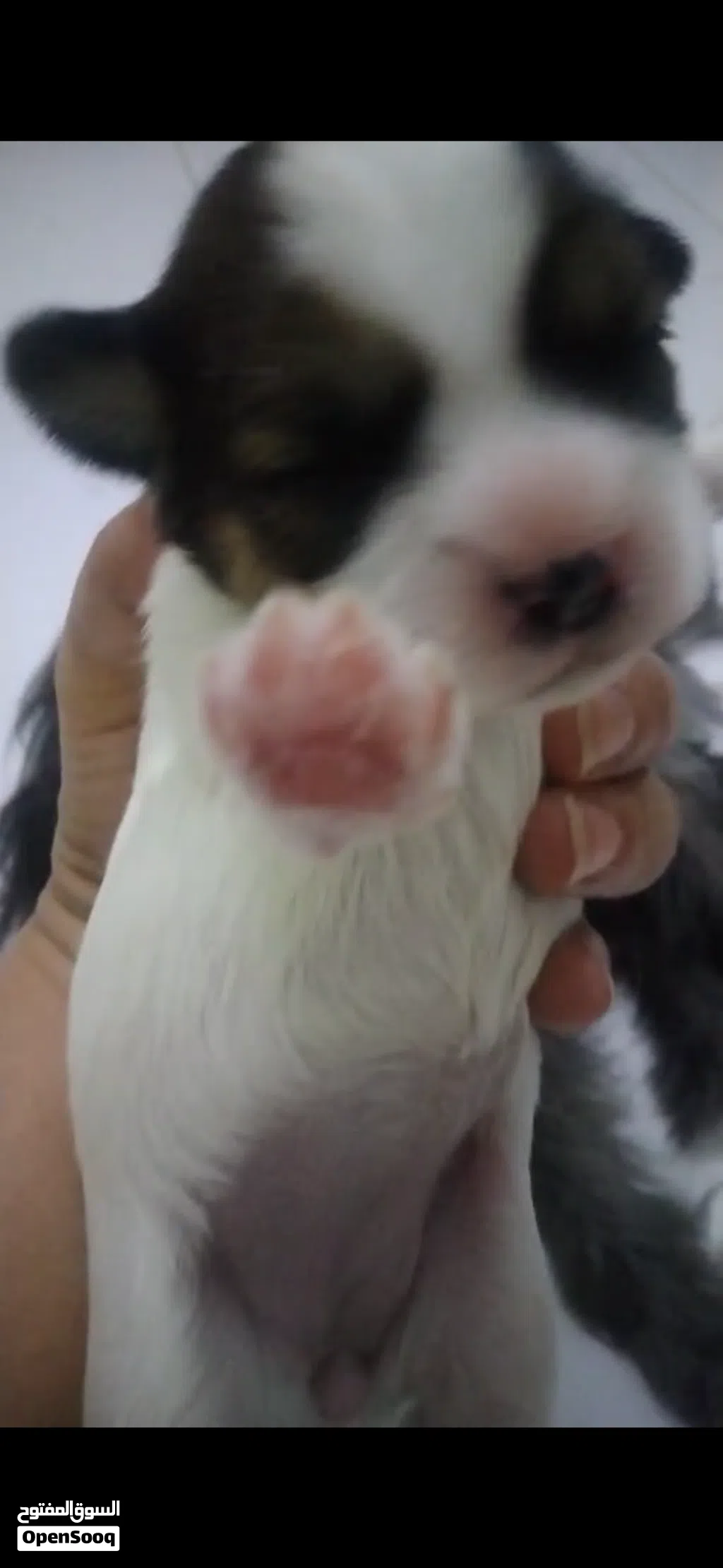 Mom with 2 puppies Pure breed Shihtzu