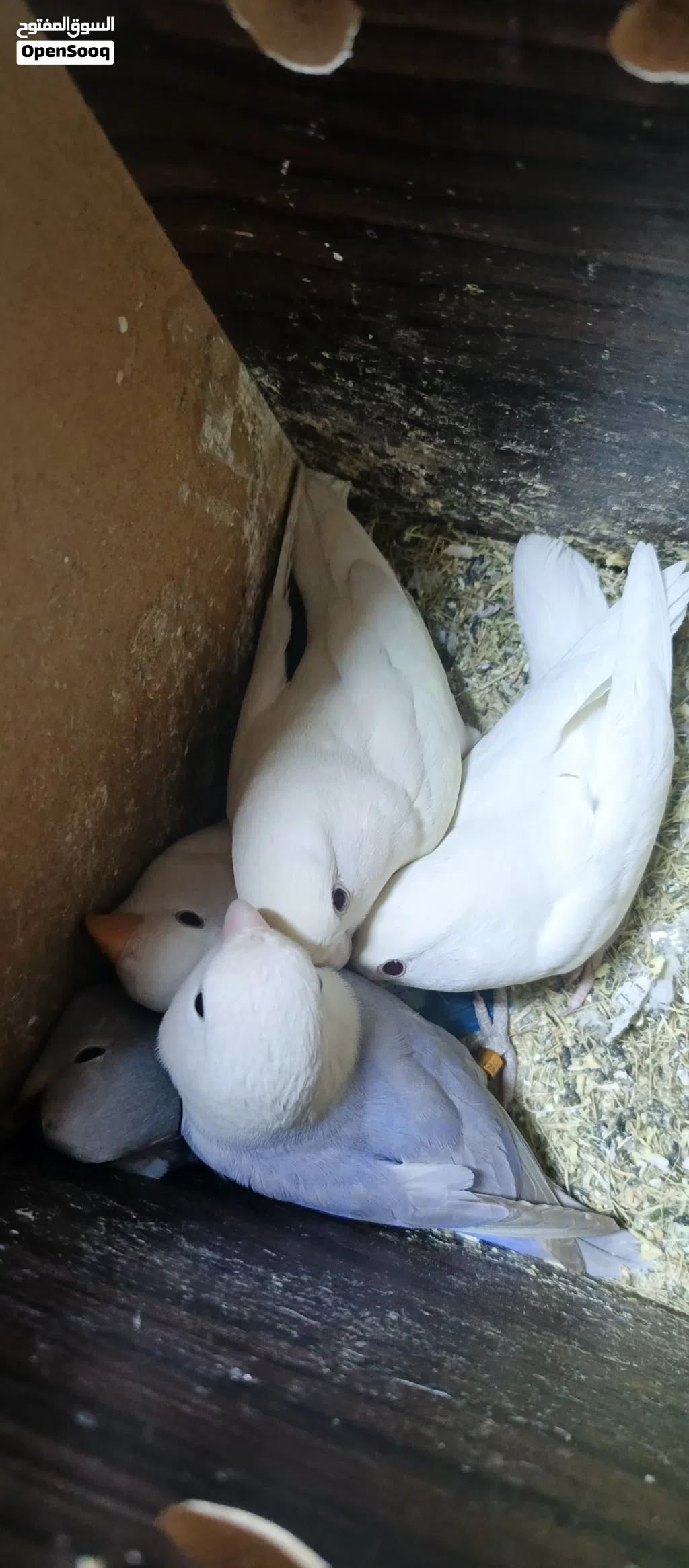 جوزين روز تحتهم فراخ