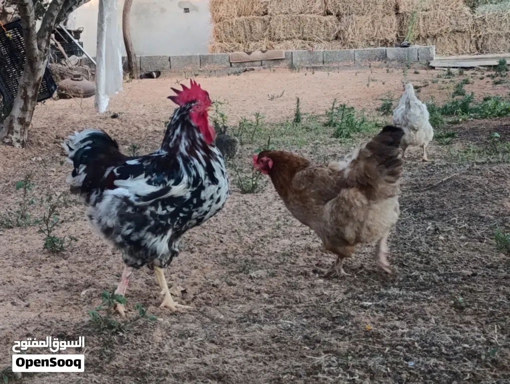 طبق بيض دجاج غليظ