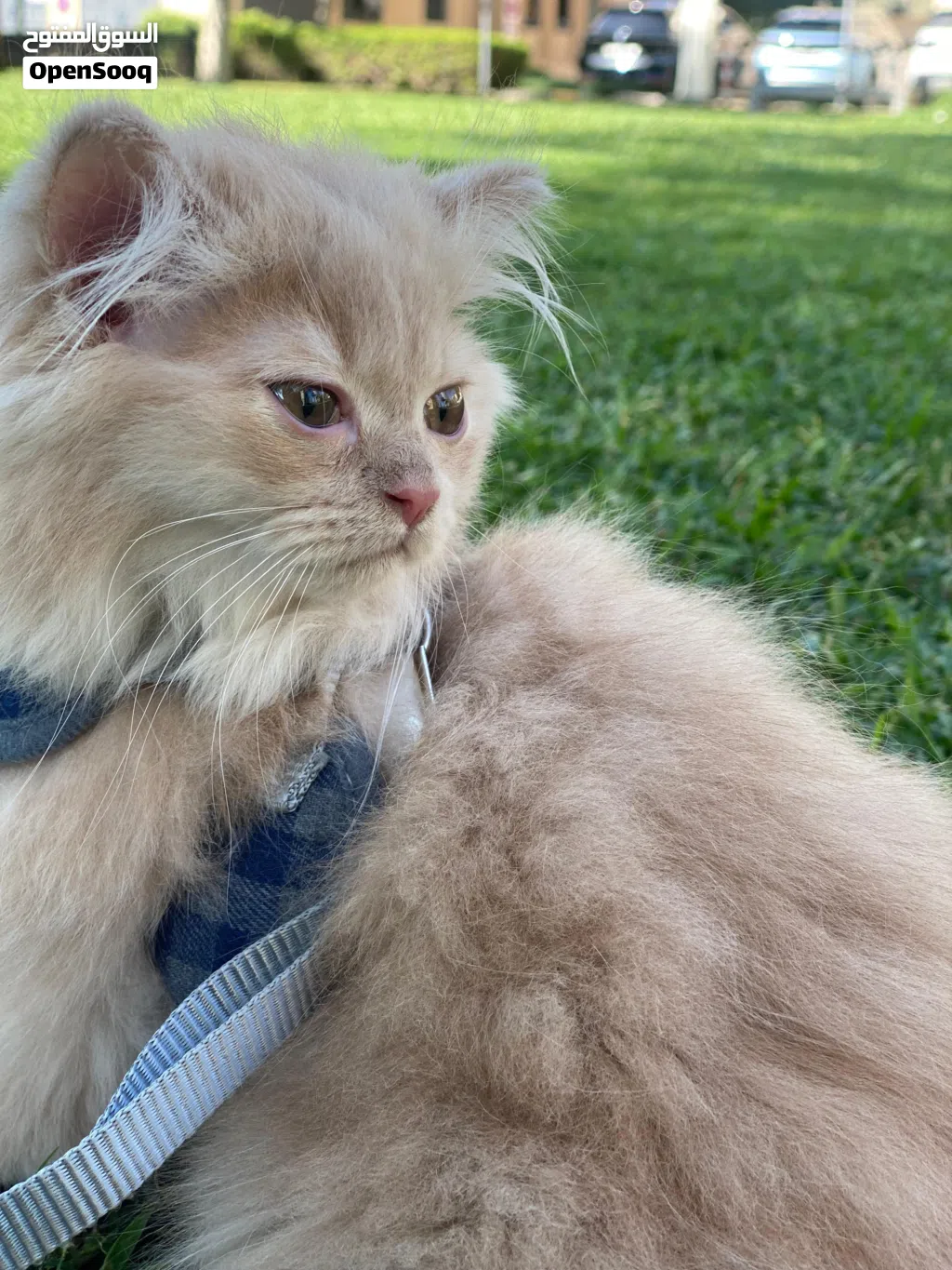 simba available now